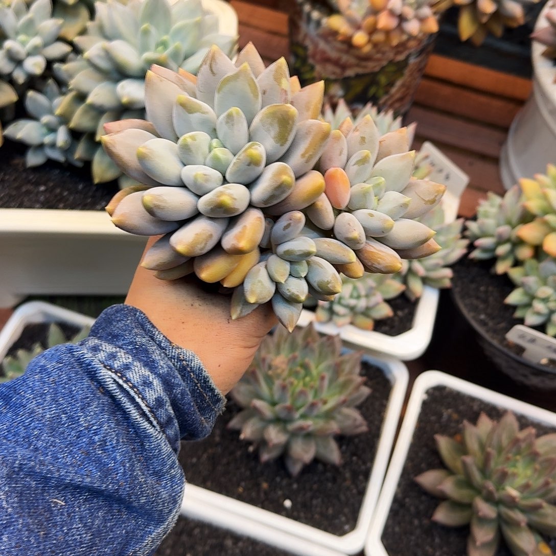 福利哥特萝莉一物一拍