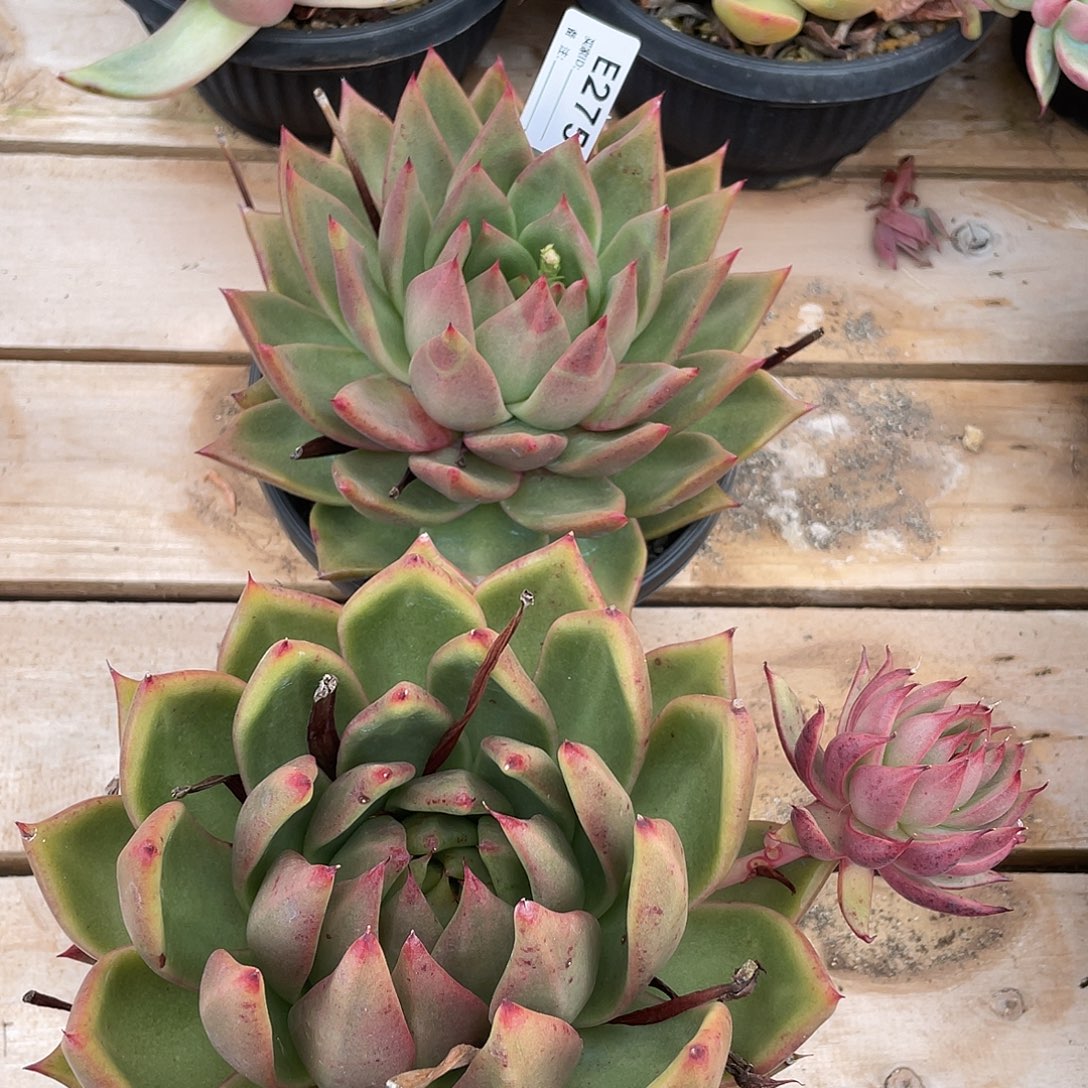 若如东云组拍E275