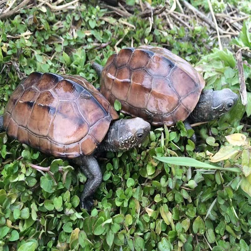 【6～7厘米】两只装中华草龟墨龟金线龟宠物龟好养耐活包邮乌龟活体