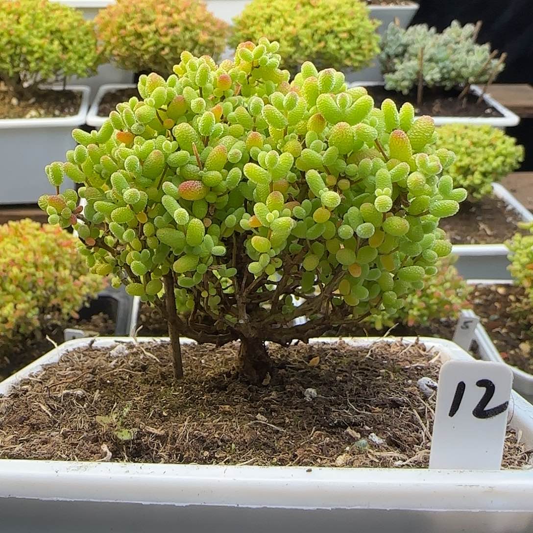 金桔糖球一物一拍