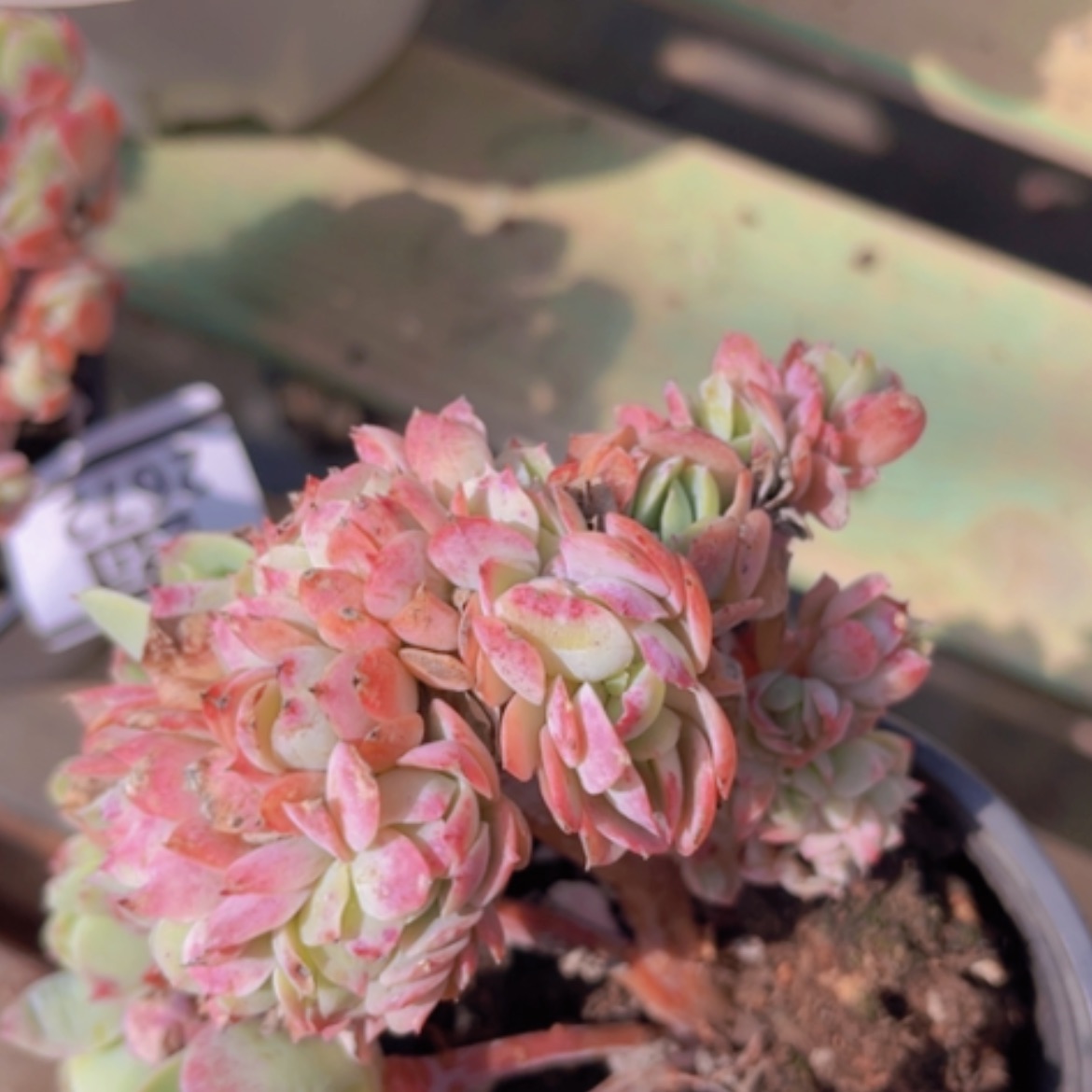 【闪购商品】碧桃缀鼓励2673