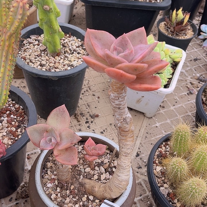 旭鹤2351多肉植物