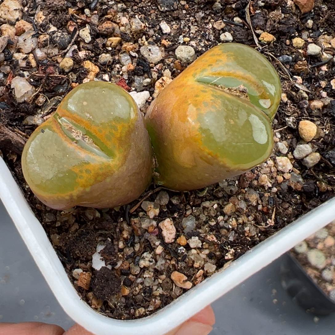 2.3好看的多肉a234