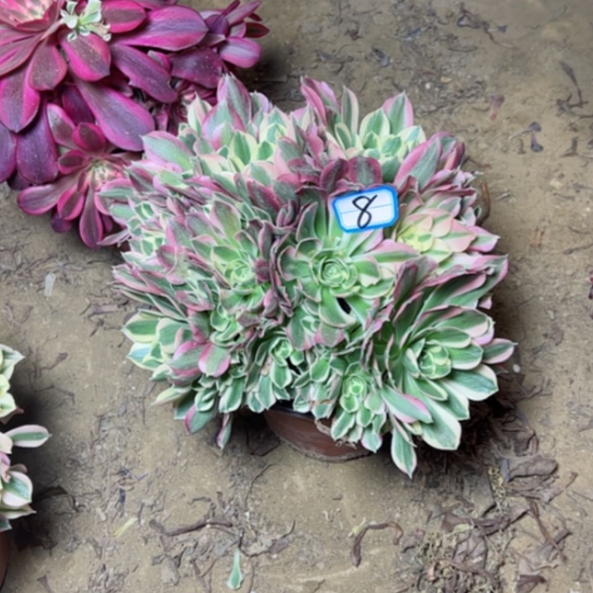 【闪购商品】多肉植物白凤8