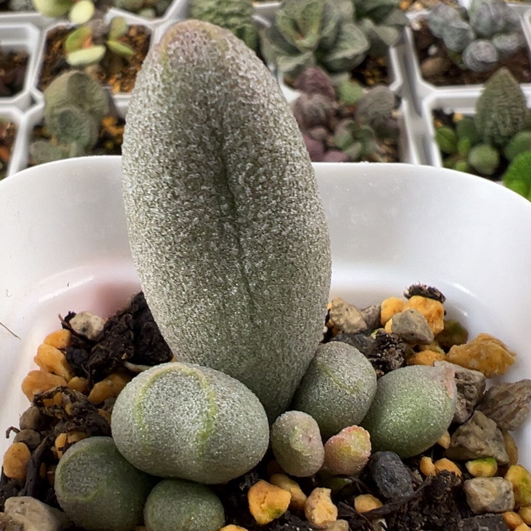 哈密瓜大苗多肉植物水泡