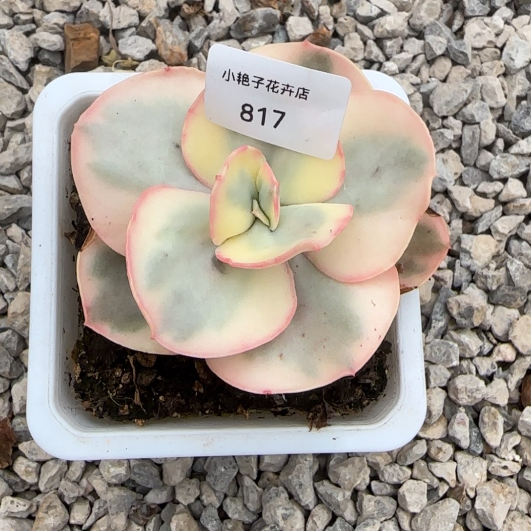 817锦单头多肉植物