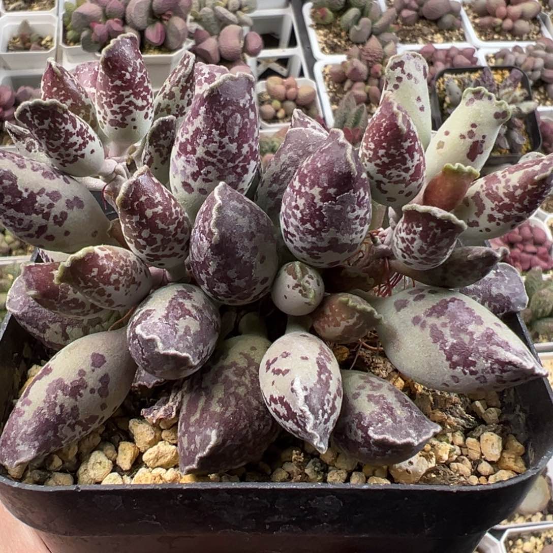 十方三带紫海豹亮紫色多肉植物水泡