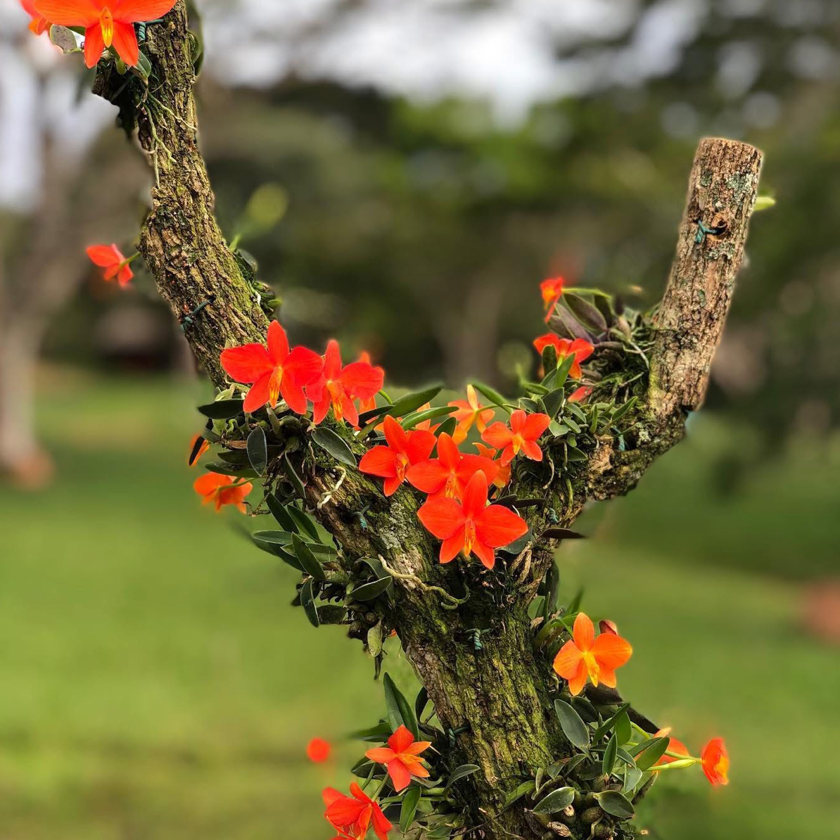 原种朱色兰Cattleya (Sophronitis) cernua
