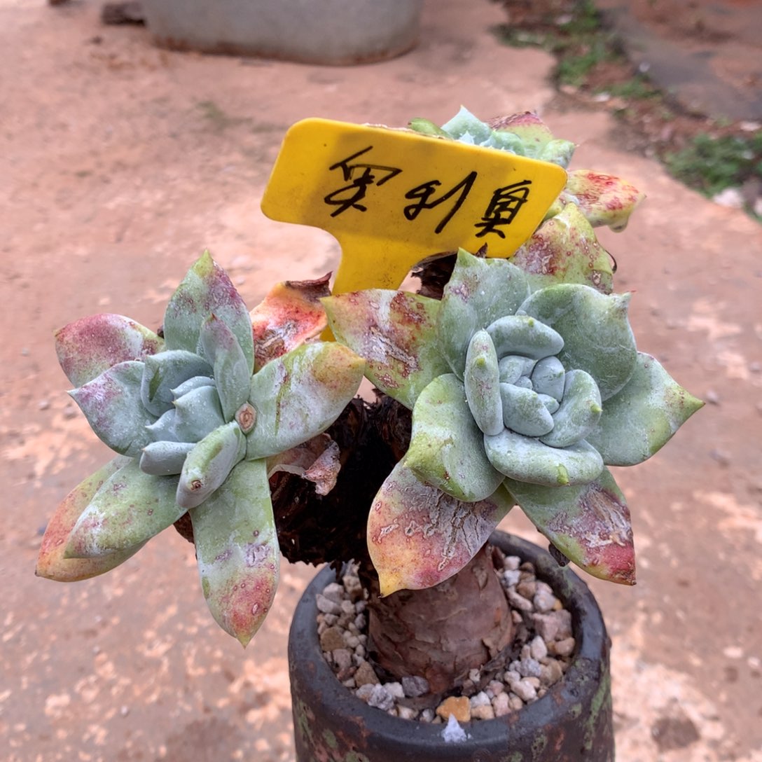 奥**1个体带盆，2月8日发货多肉