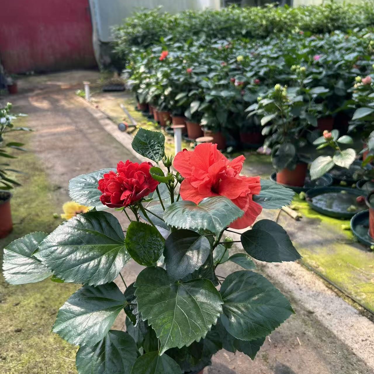 丹麦木槿重瓣大花28号链接150盆径四季开花红橙双色可盆栽可庭院