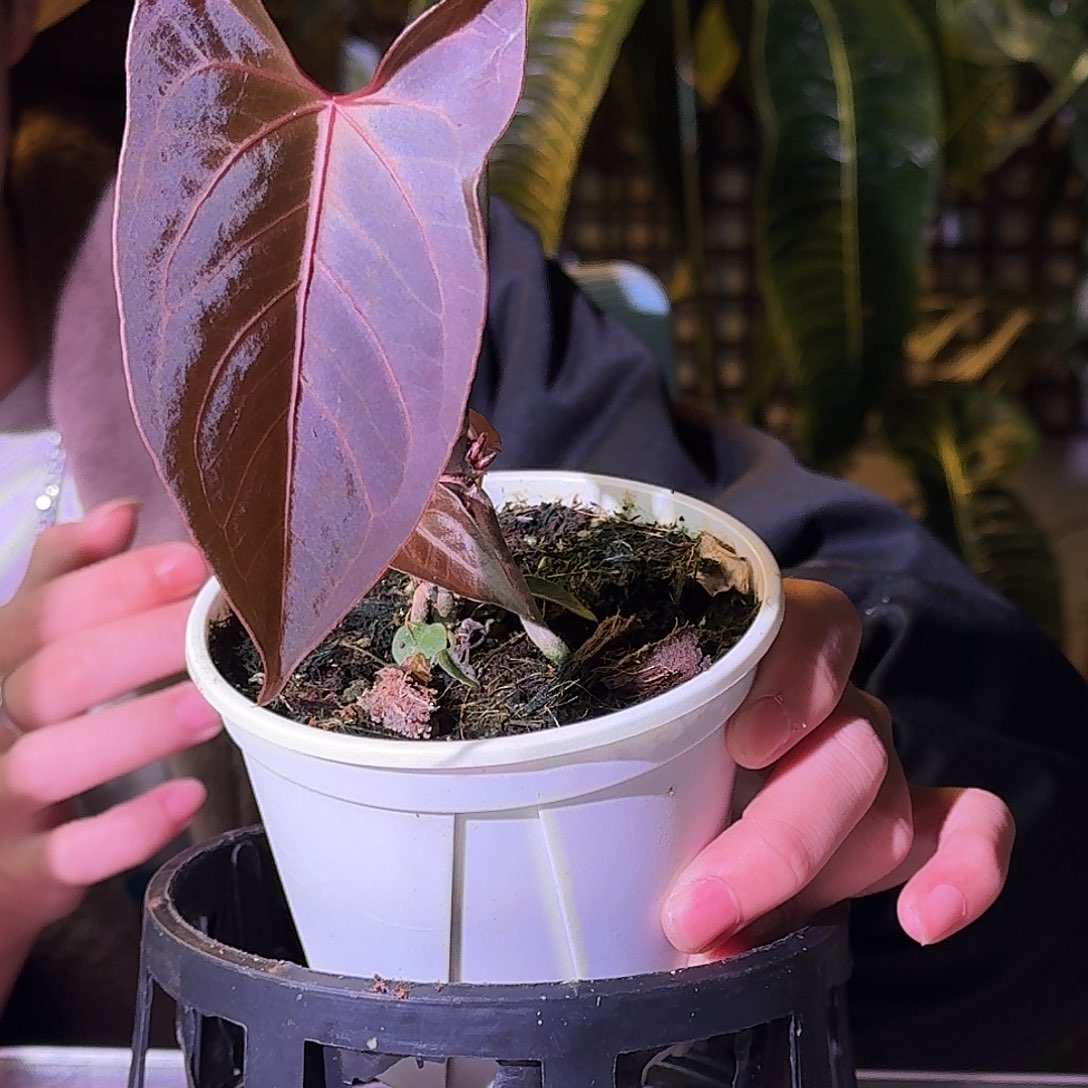 不开花植物G785蝠鲼杂fs