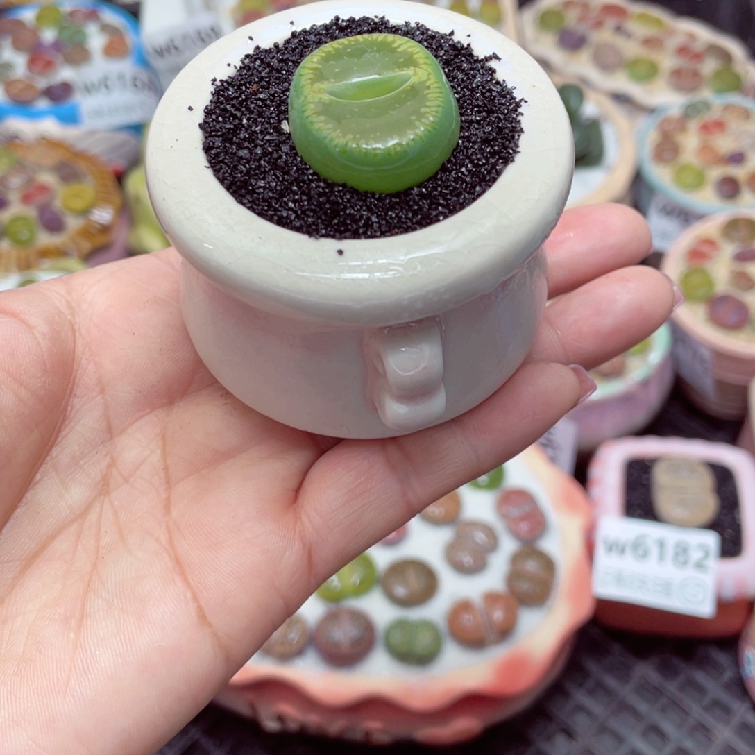 w6185 -零下地区拍保温箱-15支持寄养