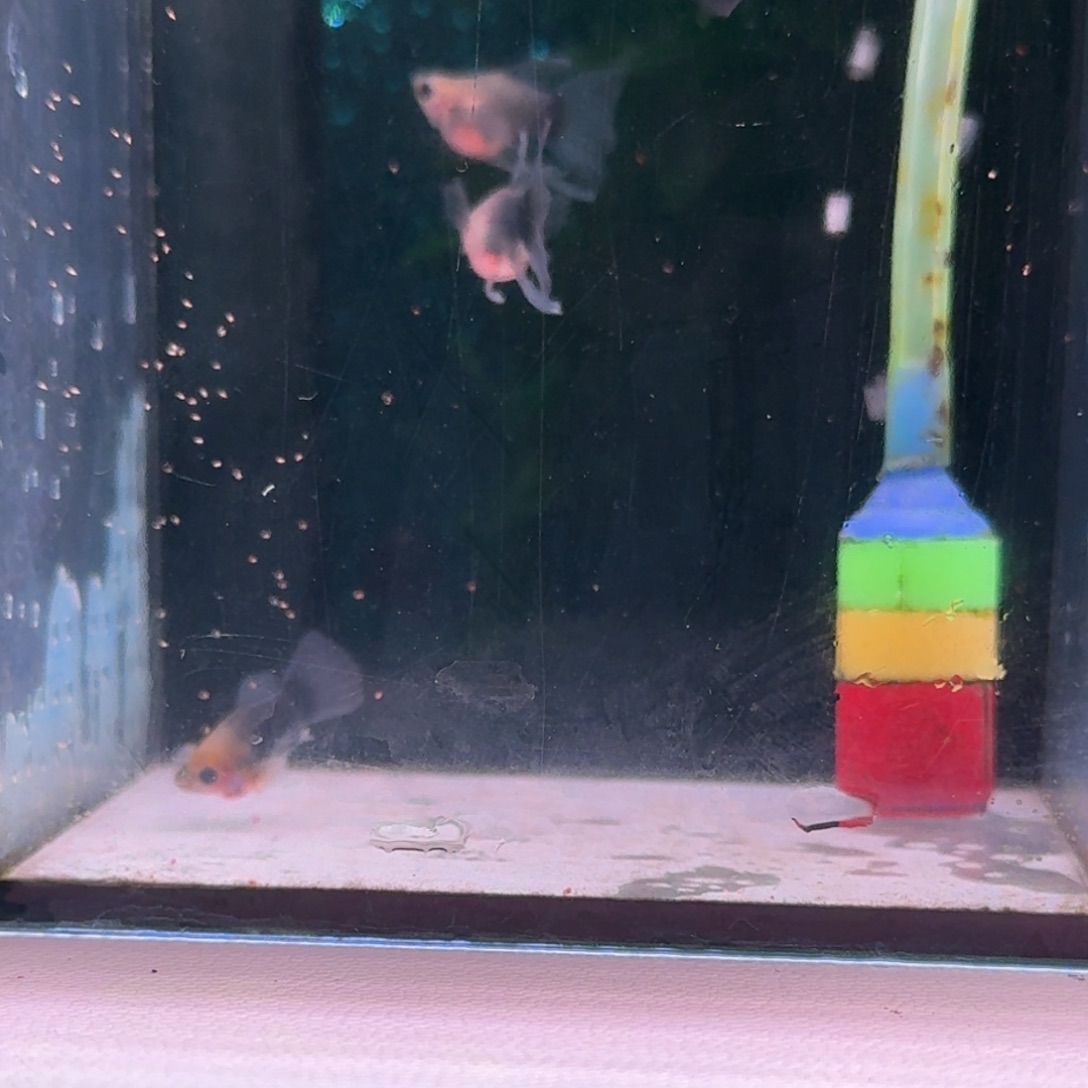 孔雀鱼蓝礼服玻璃球C2对