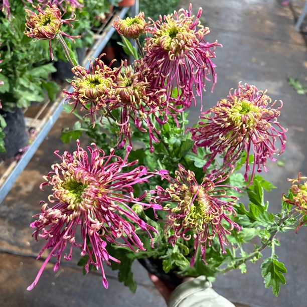 精品山海古今国菊到手一盆底部黄叶是正常木质化现象