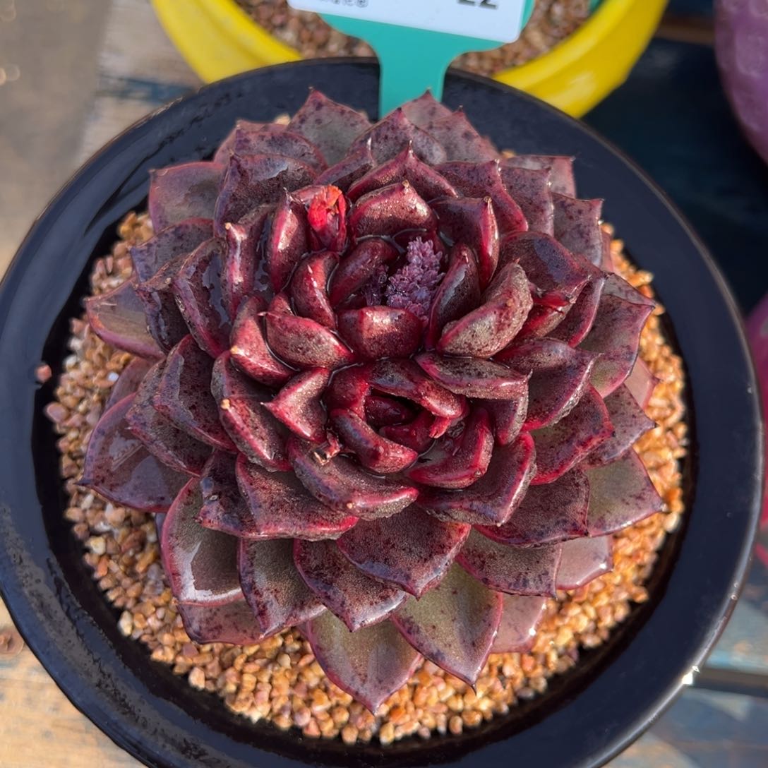 从前慢多肉精选编号0211.22