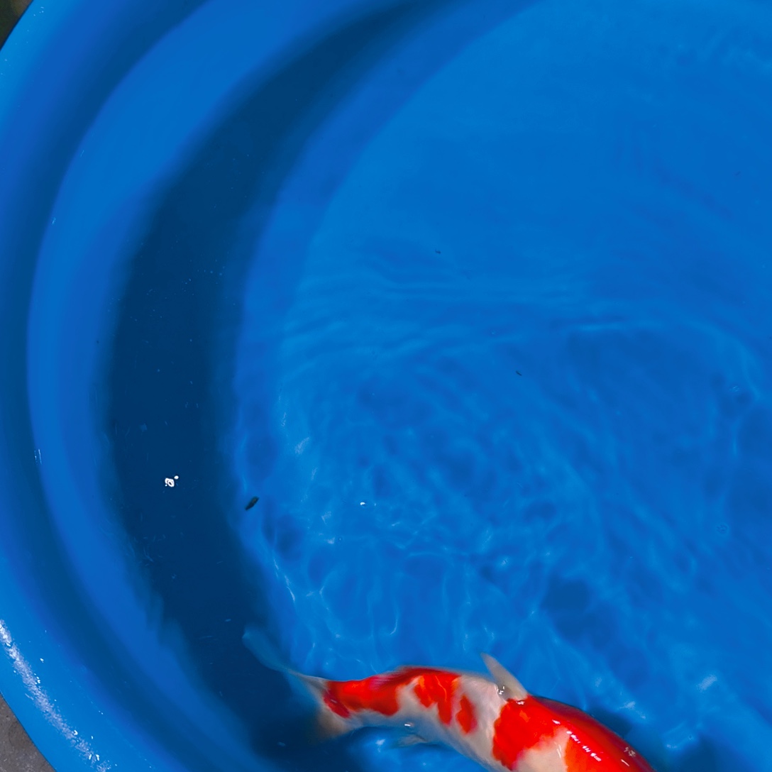 锦鲤红白专拍链接