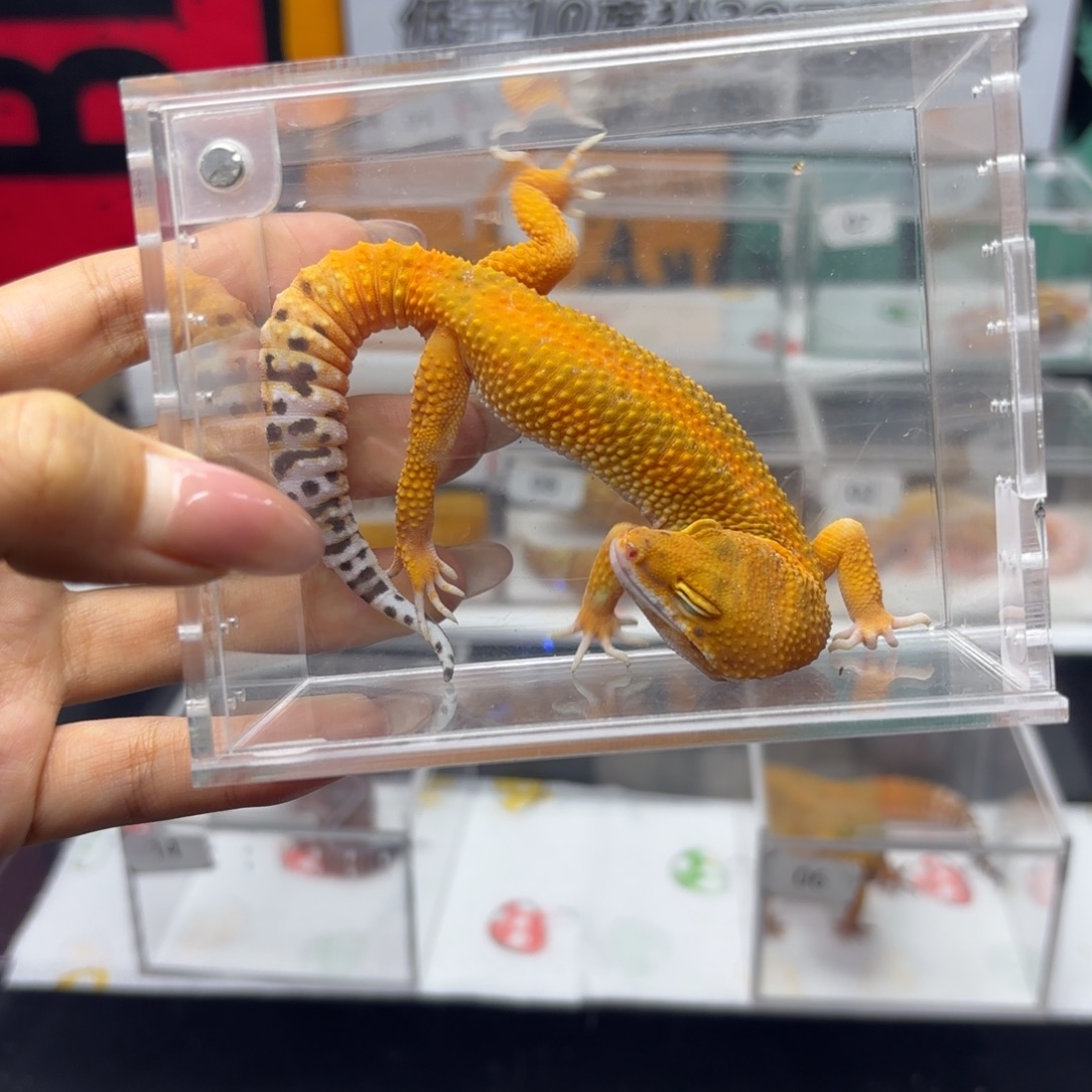 豹纹守宫蜜橘妹妹 V030