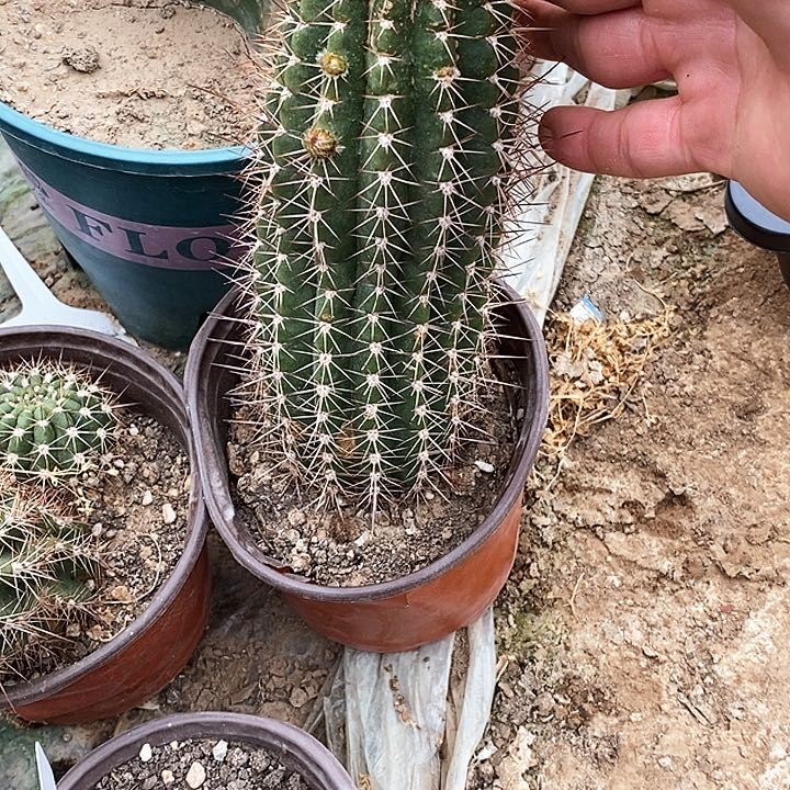 美*姐音符/脱土脱盆20包邮/