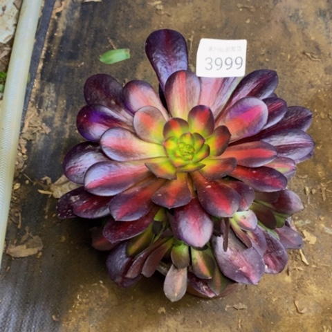 花娜多肉植物3999