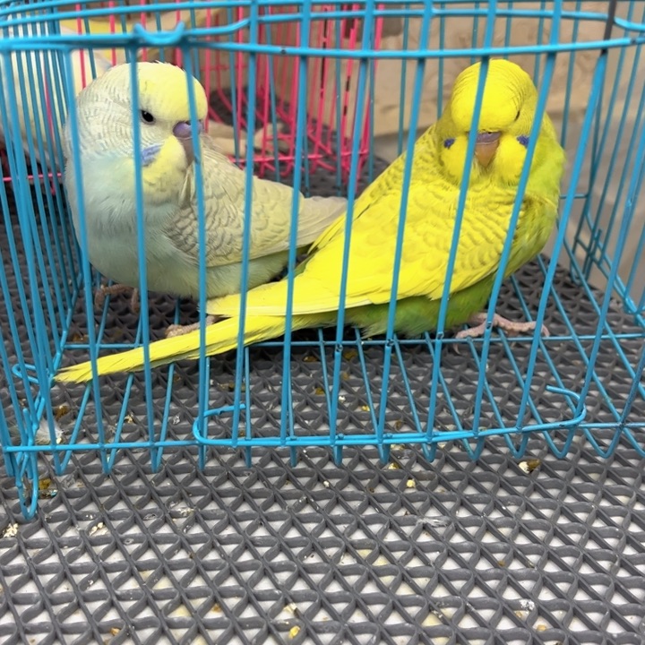 用***9虎皮鹦鹉虎皮鹦鹉