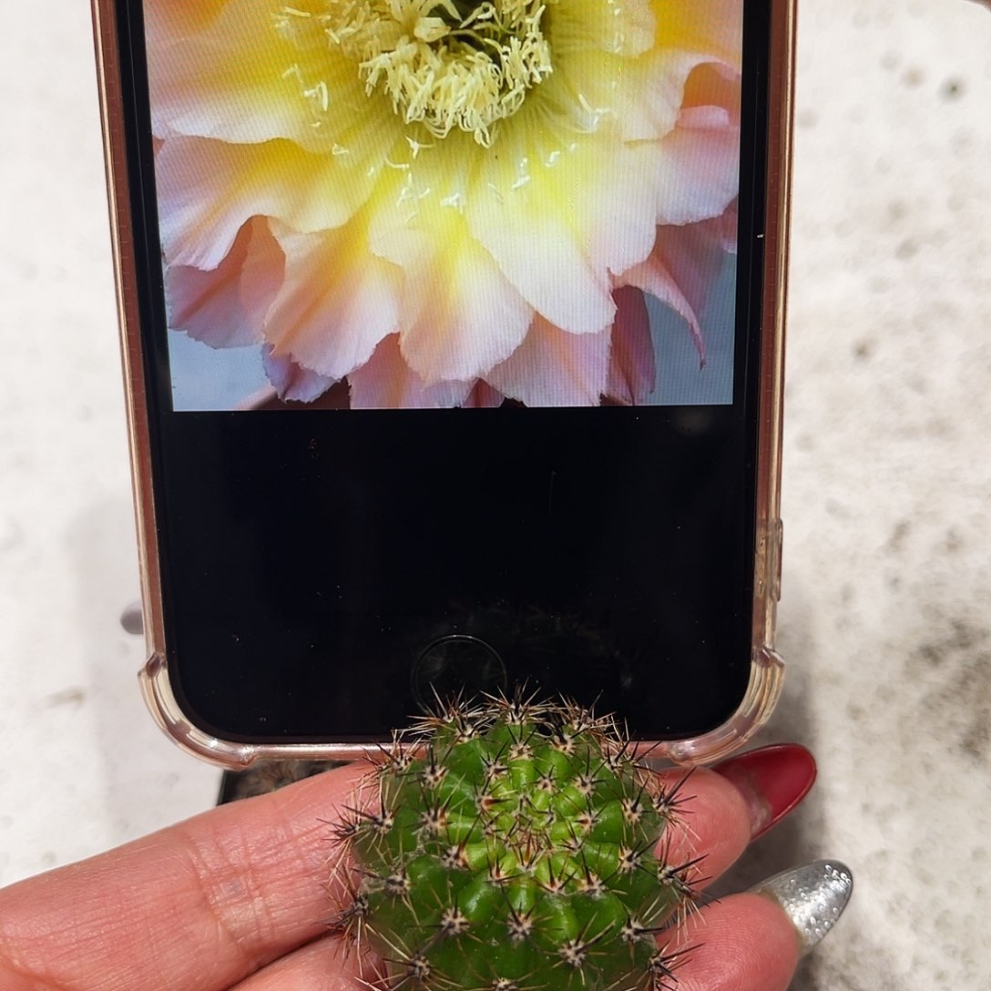 彩草106号测芽2.5公分左右