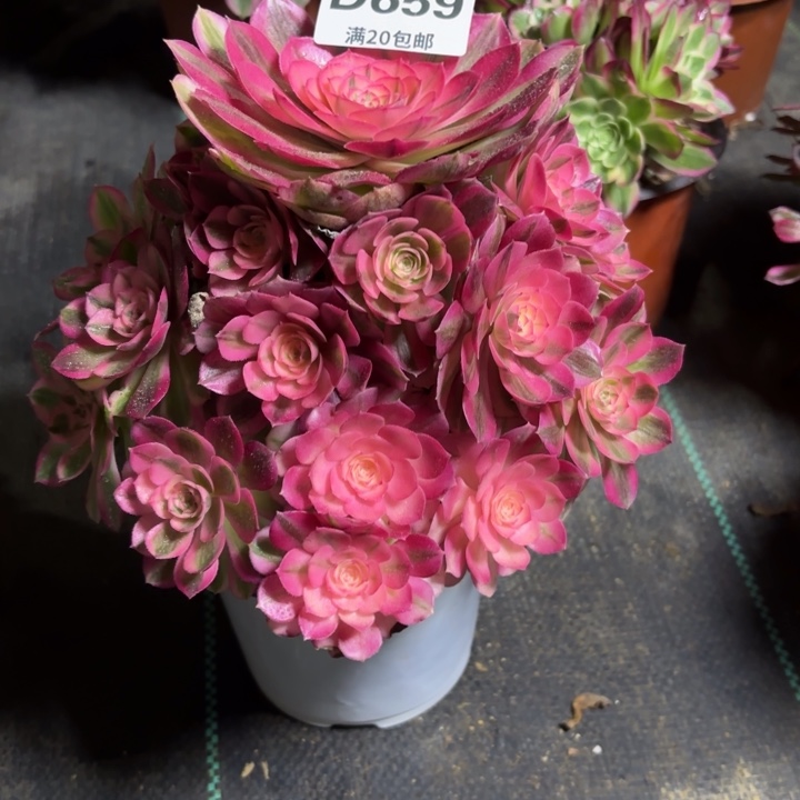 瑞妈一物一拍659