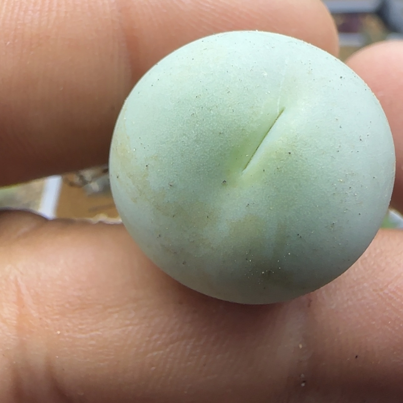 【闪购商品】21847