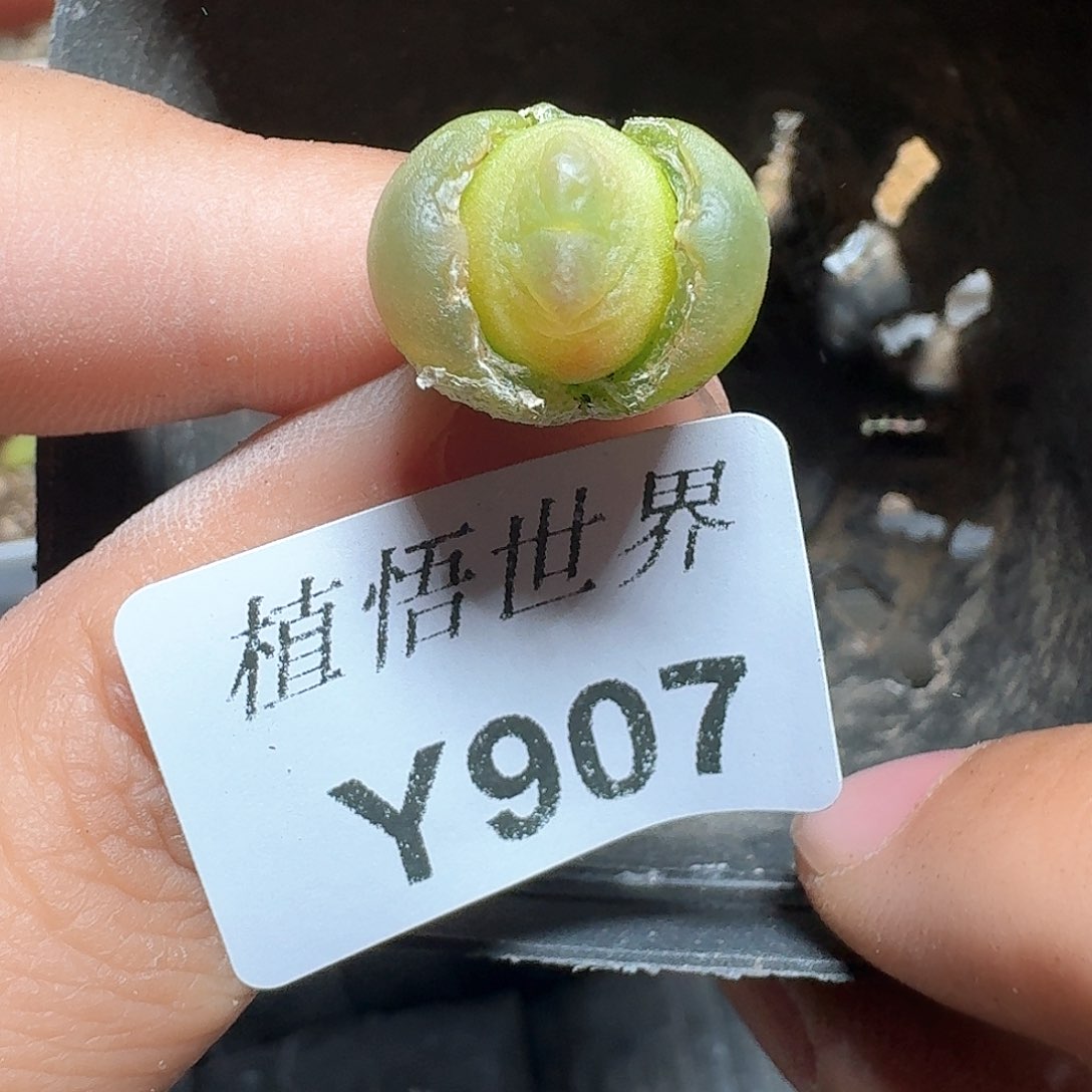 907盒多肉植物哇发
