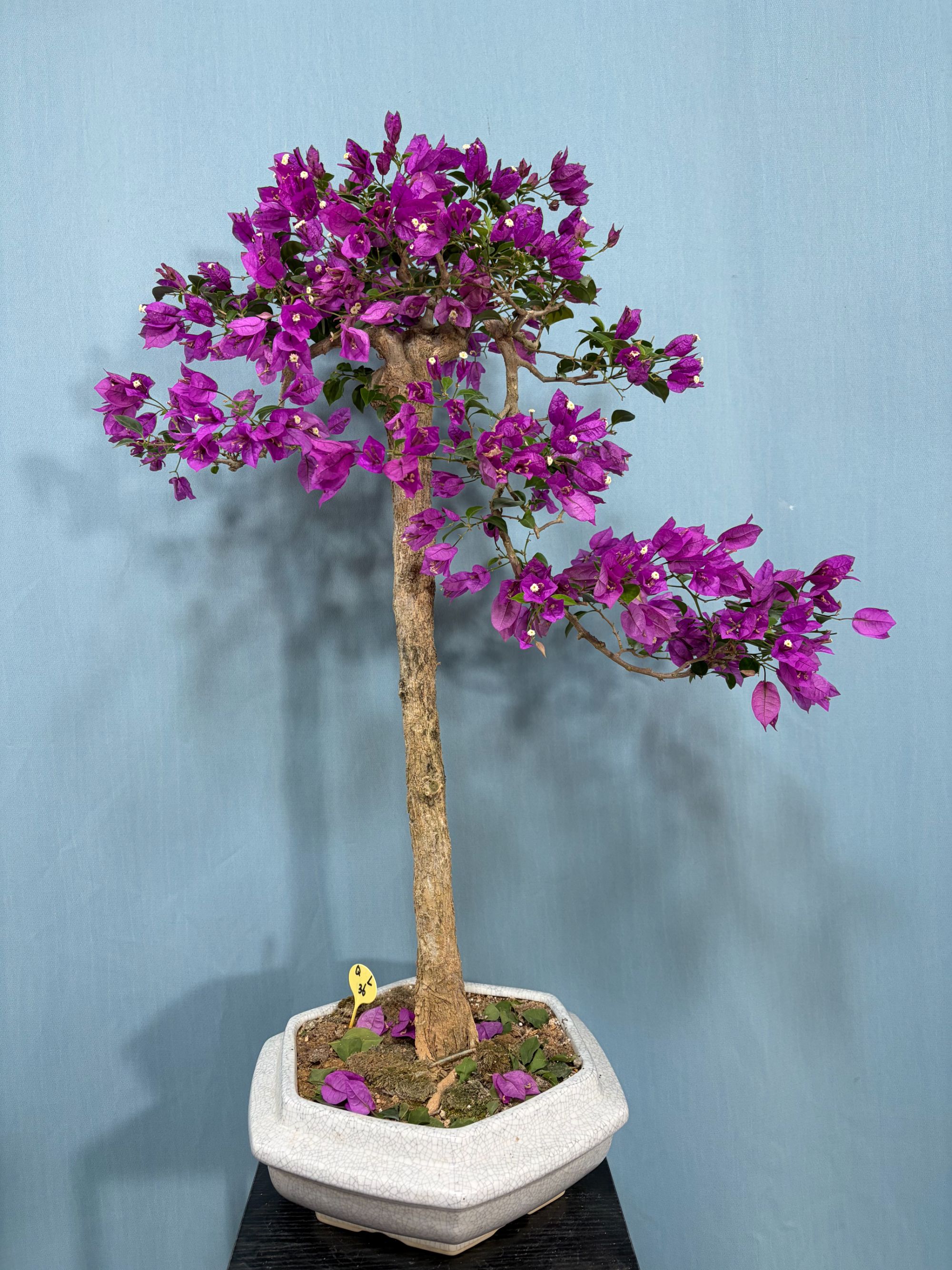 三角梅小叶紫岭南盆景室内外种植四季开花原盆原土发货