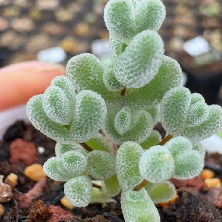 3508莱斯枝干88800099 99