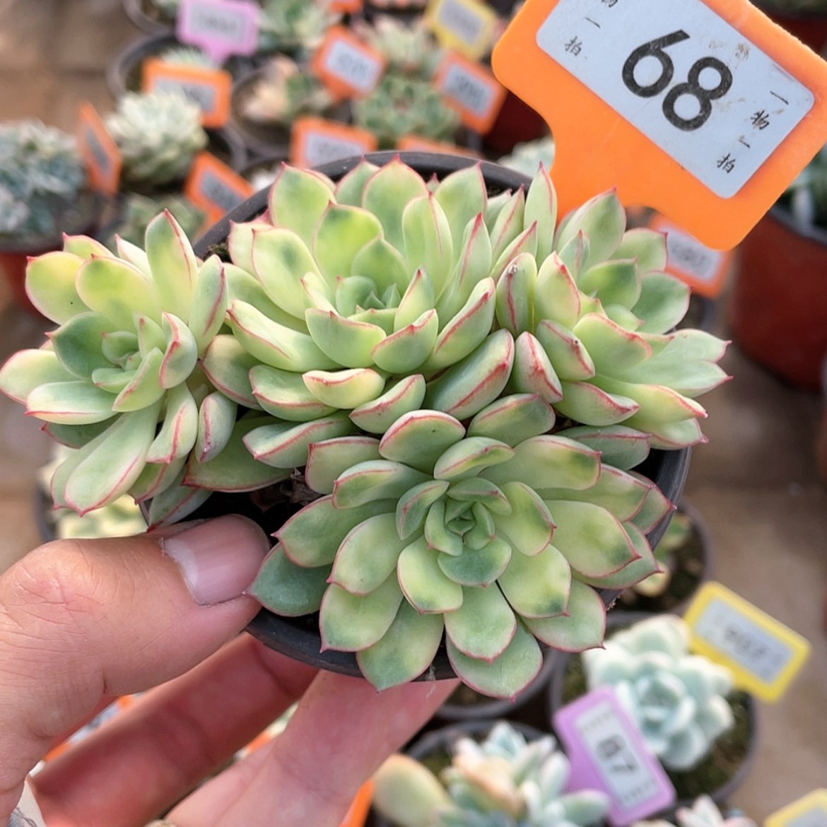 【闪购商品】无花朵68