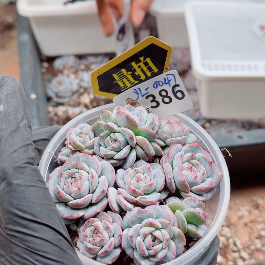 多肉植物多肉植物