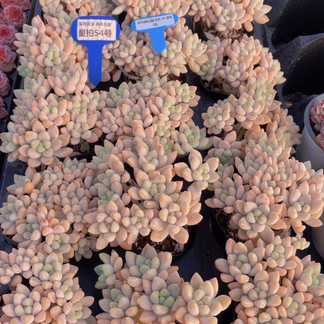 量拍54号 奶酪蛋糕大群生一个