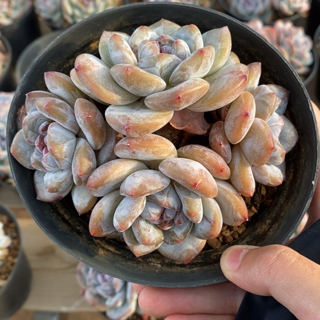 四头绿底紫心短圆肥小包子 