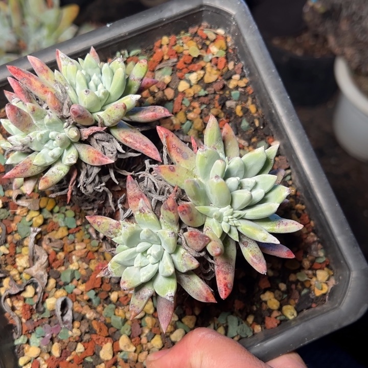 879哈哈哈哈哈哈哈哈多肉