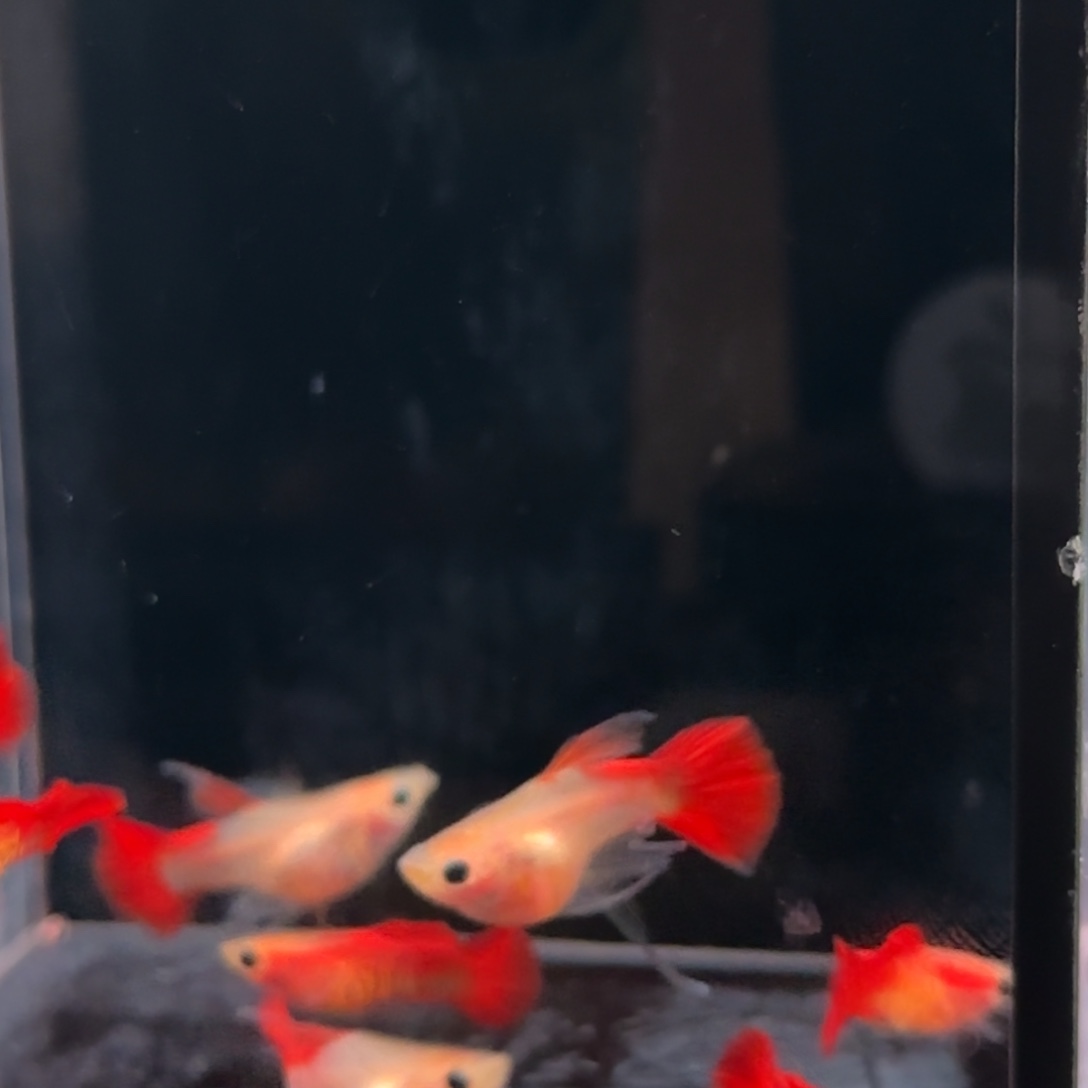 孔雀鱼琉璃c4对8条