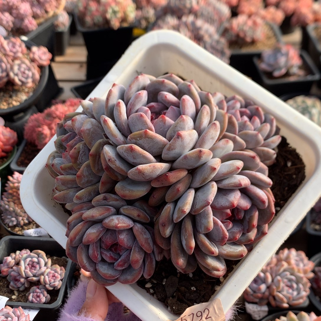 17厘米六头有砍紫皮石榴籽星影 包子脸 5792