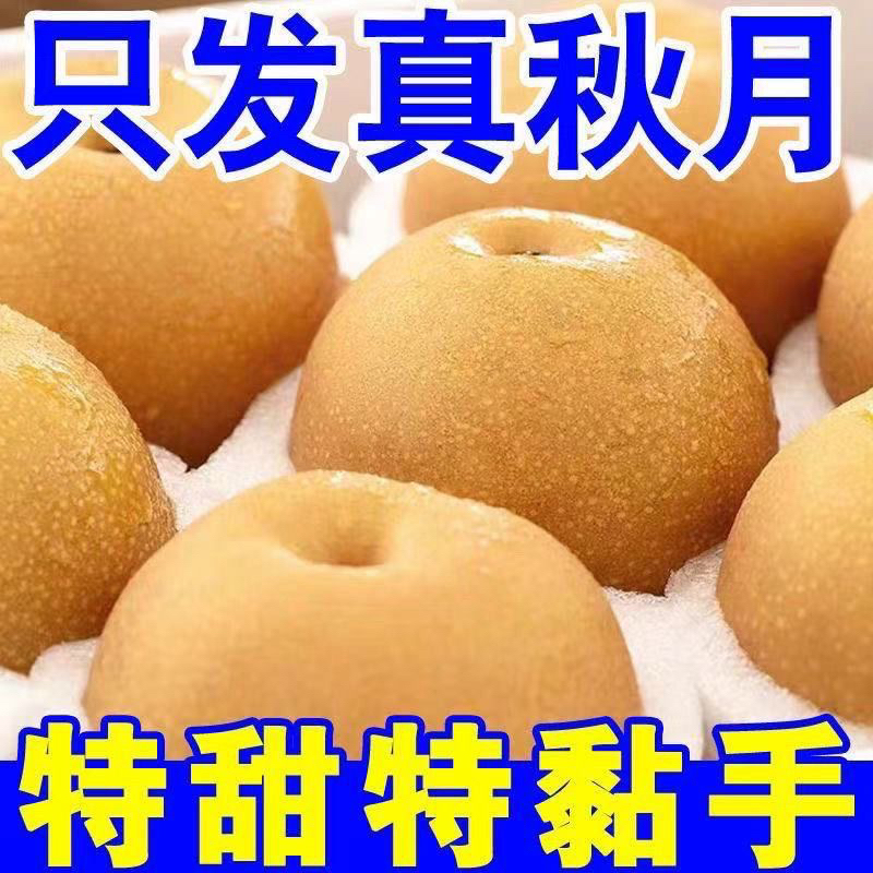 [保真!] 25正宗秋月梨子头茬新鲜现摘脆甜多汁当季水果产地直发