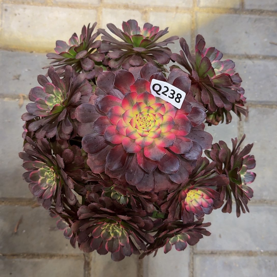 238黑金刚44冠服28左右