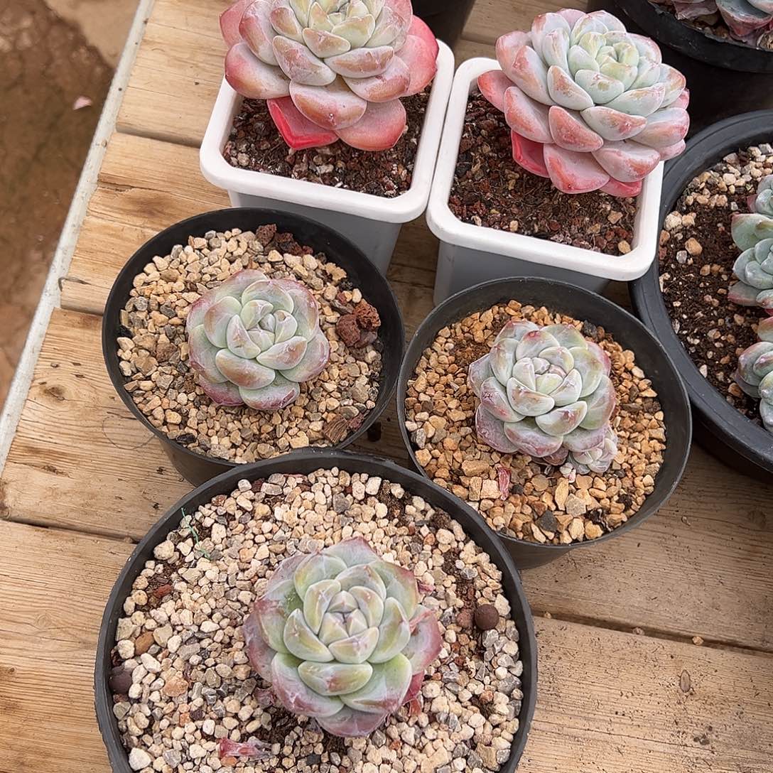 乖乖专拍5颗哈哈哈