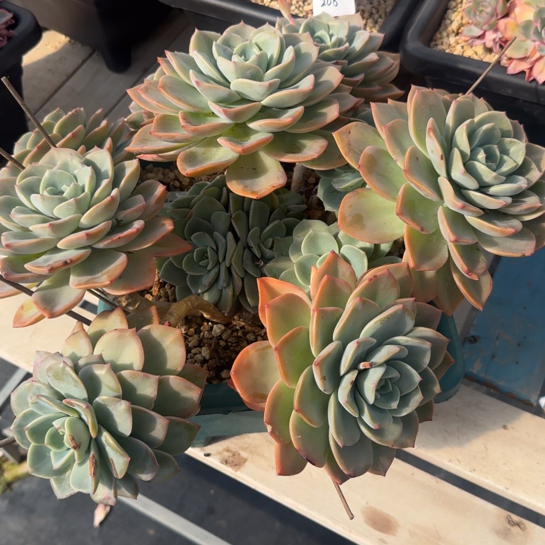 三***头208红橙凡艺多肉///