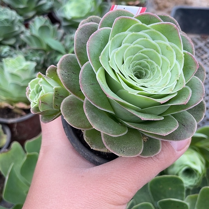 山地玫瑰多肉 808