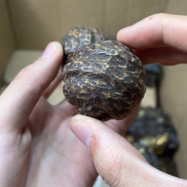 贝壳摆件烽云恩专属精选链接