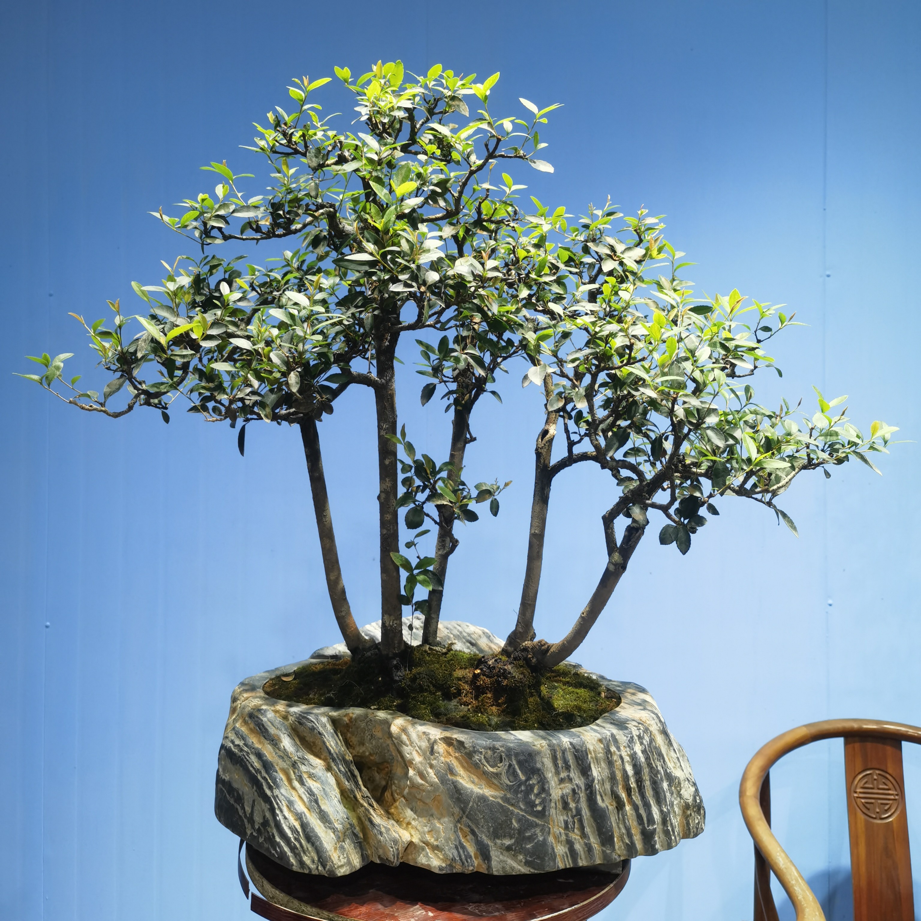 年功丛林海岛春花
