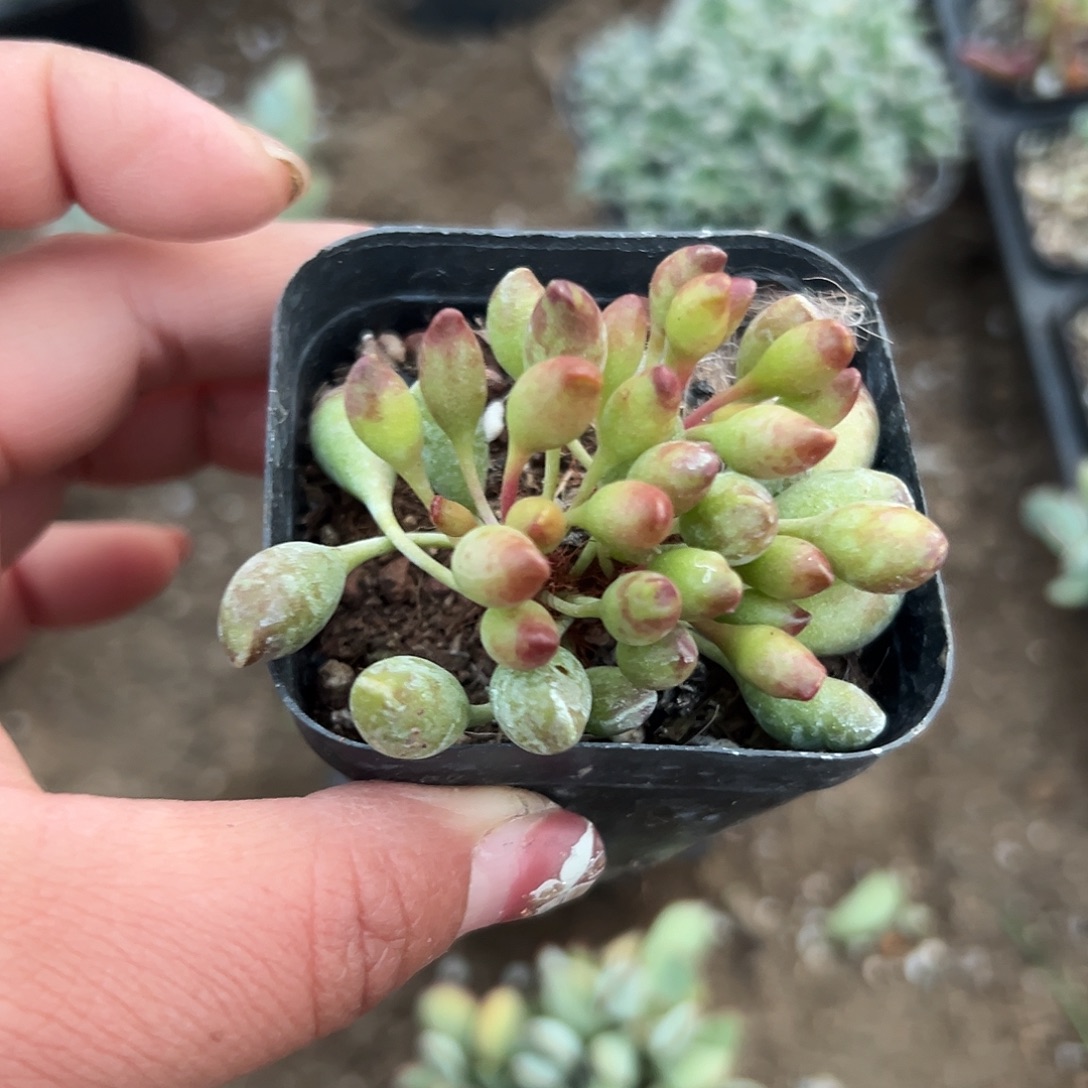 多肉植物鼓槌水泡