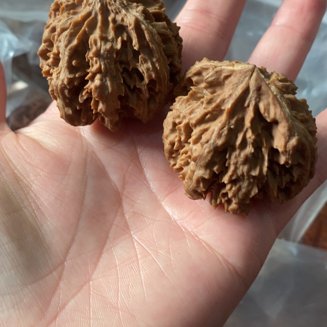秦岭野生核桃灯笼