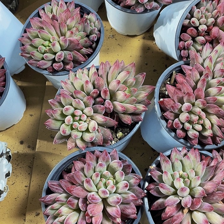 大盆三头虞美人带盆土发