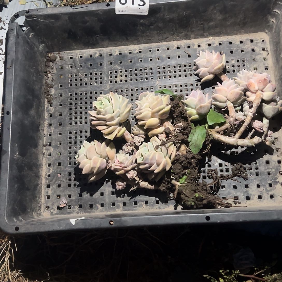 简*可爱玫瑰613号