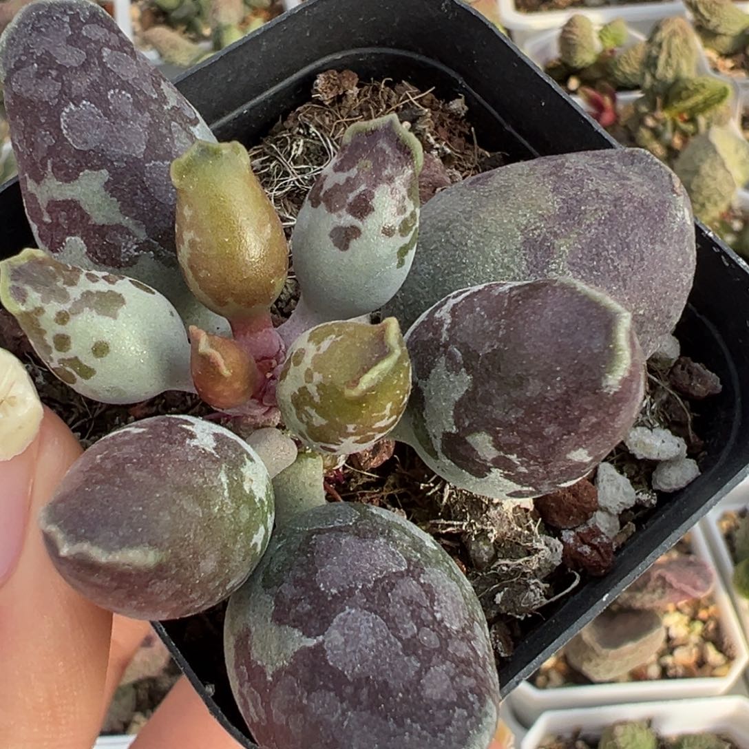 雪花肥牛墨点斑海豹多肉植物