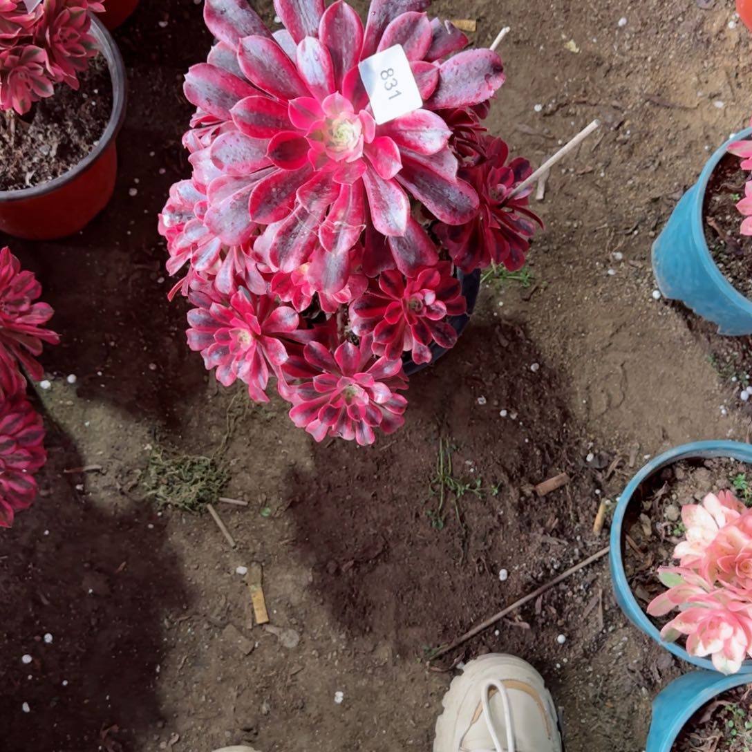 美杜莎法师多肉831